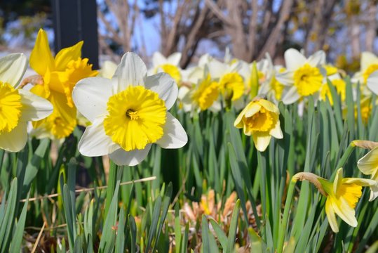 closeup of daffodil flowers in the field