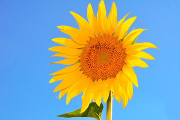 beautiful sunflowers
