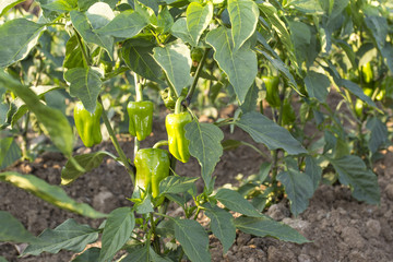 Green fresh peppers
