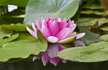 Pink Lily or Nymphaea