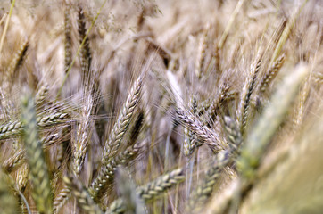 Fototapeta premium Wheat spikelet