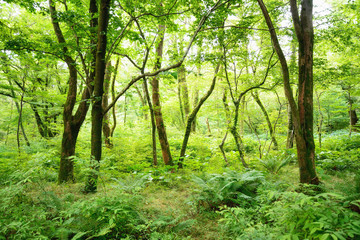 Saryeoni Forest Road in Jeju Isalnd, Korea