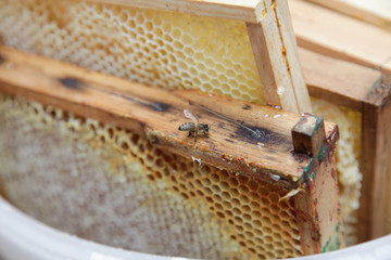 Biene und Honiggewinnung