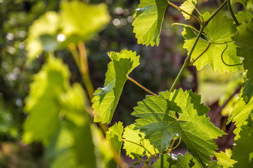 Fototapeta premium Grapevine