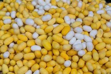 Material Prepared for Making Thai Silk