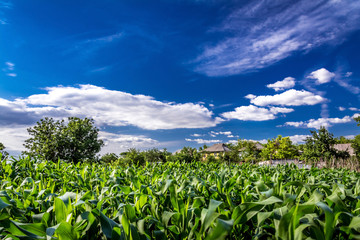 Field of corn, Ukraine