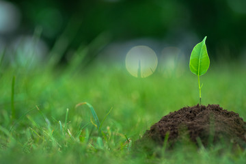Small green plant with mysterious lights over the green grass background