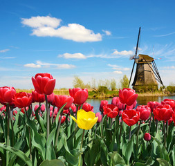 Obraz premium Wspaniały krajobraz Młyna i tulipanów w Holandii
