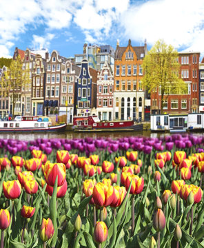 Beautiful landscape with tulips and houses in Amsterdam, Holland