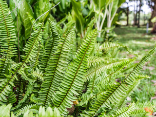 fern stock photo