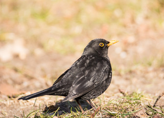 Male Common Blackbird