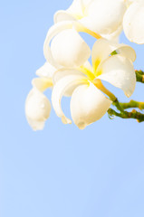 white Frangipani Flower and background