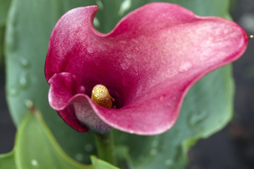 Red flower bud