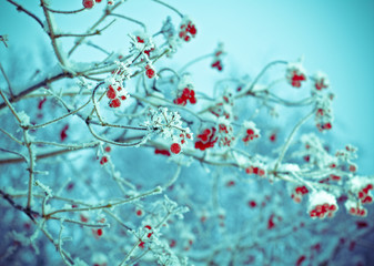 Red berries of viburnum with hoarfrost