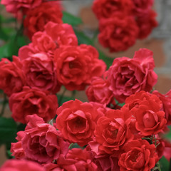 Red rose bush in the garden. Сloseup.