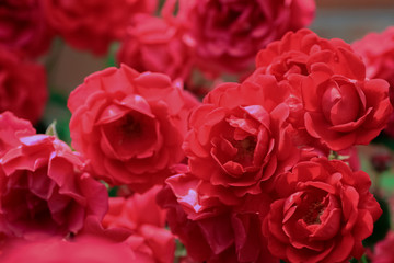 Red rose bush in the garden. Сloseup.