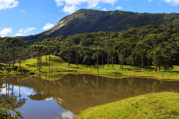 Obraz premium Araucaria angustifolia ( Brazilian pine) forest, Brazil