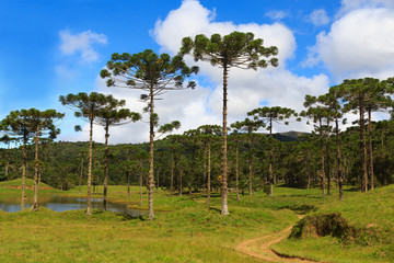 Araucaria angustifolia ( Brazilian pine),  Brazil