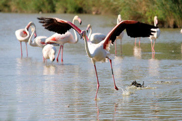 Flight of a greater flamingo in Camargue, south of France