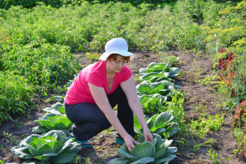 Woman takes care of cabbage in the garden