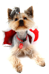 yorkshire terrier dressed isolated