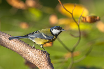 Great tit in autumn tree