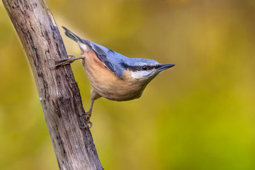 European nuthatch clinging