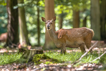 Female Red deer