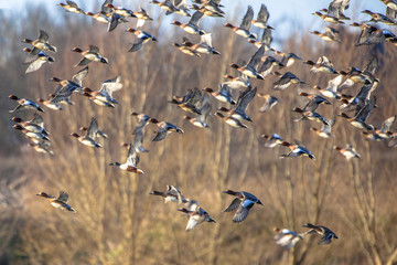 Large flock of Eurasian wigeon (Anas penelope) in flight