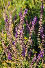 summer salvia in steppe