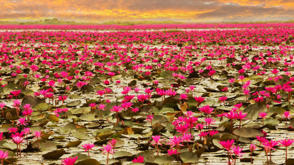 Sunshine rising lotus flower in Thailand