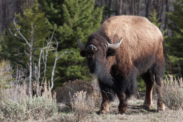Fototapeta premium bison smelling the air