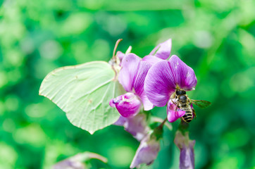 A bee collects nectar from a flower.