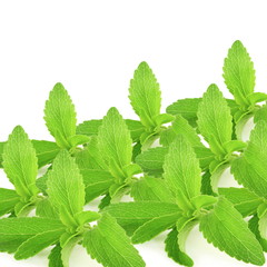 stevia sugar substitute herbs leaves in pure white background