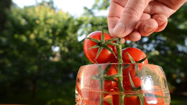 pickled tomatoes in the glass, real time