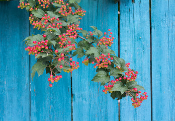 Ripening rowan branch against a blue wooden fence