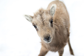 curious bighorn sheep lamb