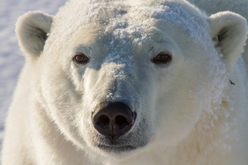 polar bear golden portrait