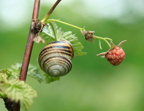 snail on twig