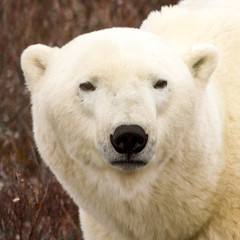 Polar bear portrait