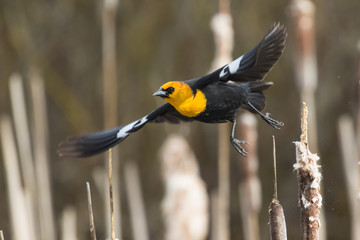 yellow headed blackbird flying