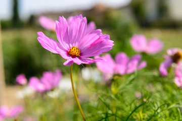 Margherita rosa, fuoco selettivo