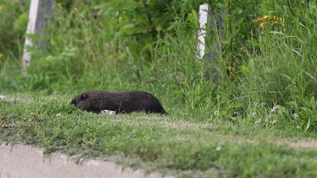 Marmotte