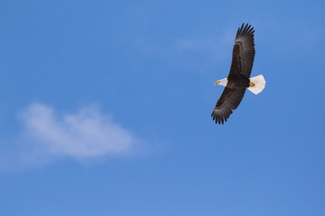 bald eagle flying in the blue sky with cloud - 87094304