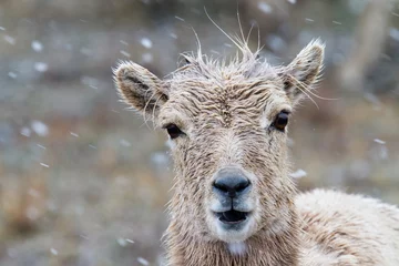 Crédence de cuisine en verre imprimé Moutons bighorn sheep lamb bad hair day