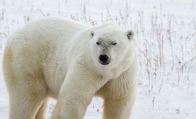 Naklejka na ściany i meble Polar Bear Bruiser with scars on face