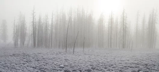 Gordijnen Frosted foggy petrified forest in the winter © sbthegreenman