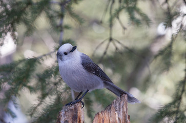 Gray Jay perched