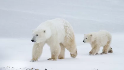 Deurstickers IJsbeer moeder en welp lopen op het ijs © sbthegreenman
