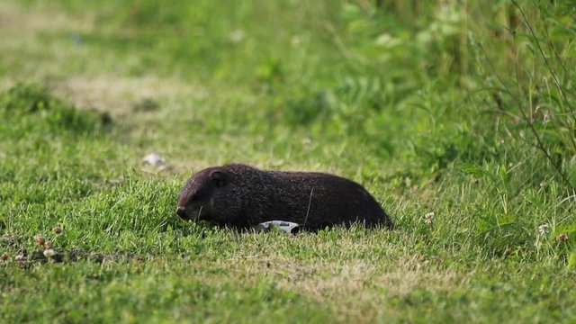 Marmotte